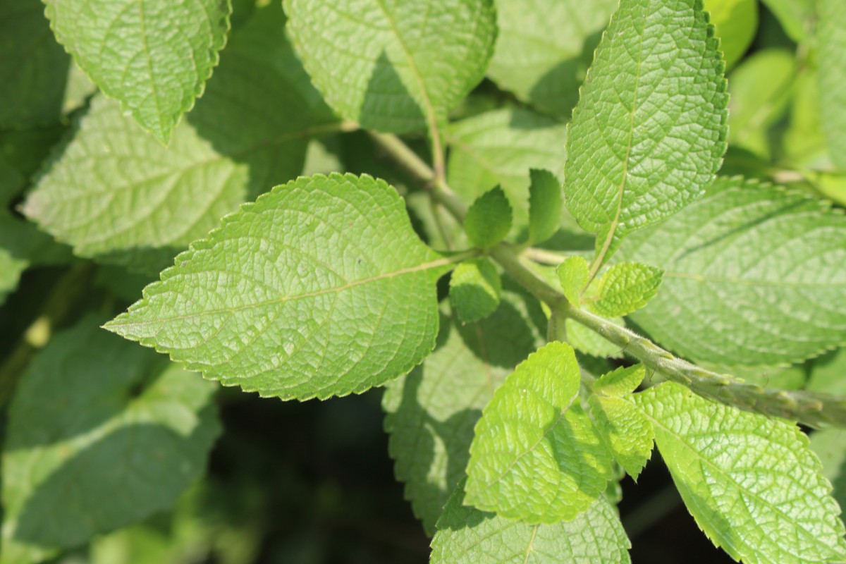 Stachytarpheta mutabilis (Jacq.) Vahl